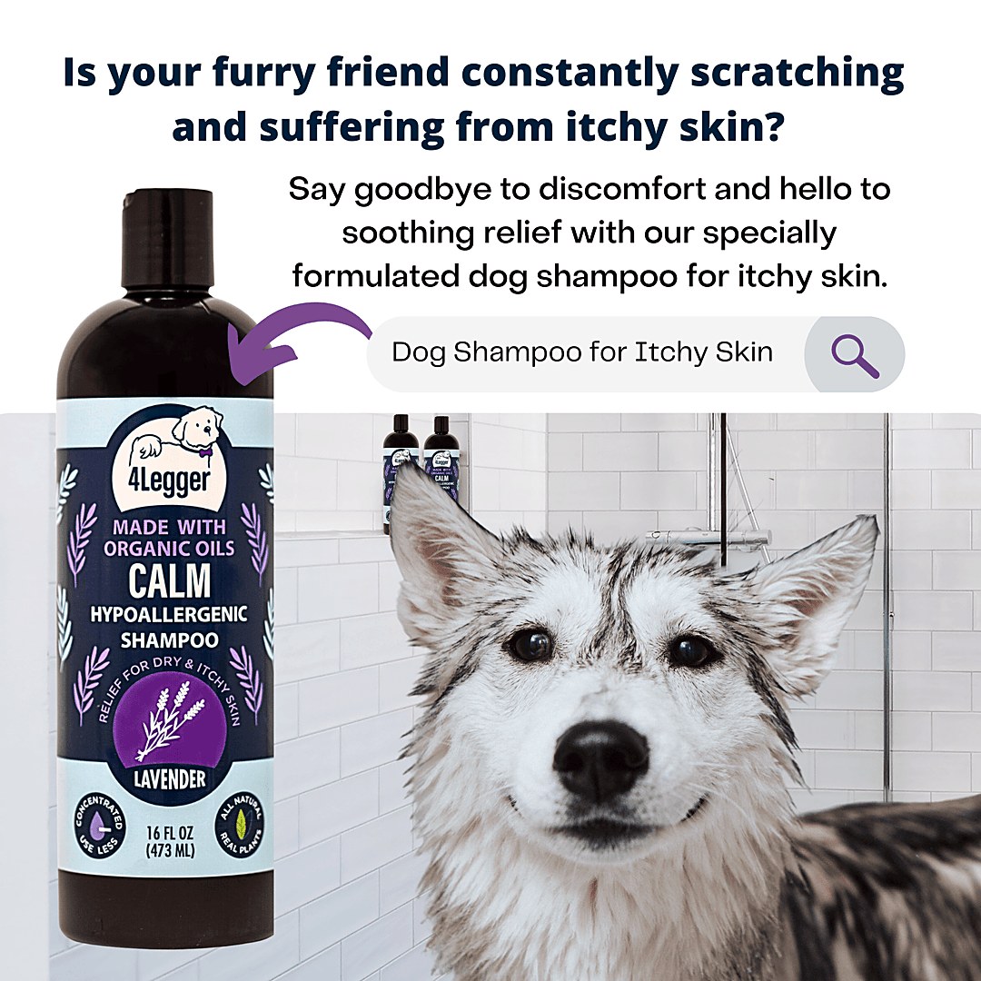 4-Legger CALM Organic Lavender Dog Shampoo — 16 oz