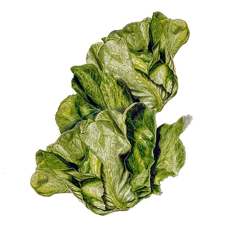 Organic Buttercrunch Butterhead Lettuce Seeds