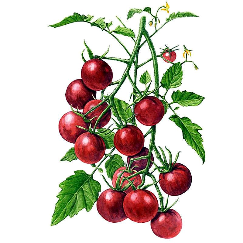 Organic Chocolate Cherry Tomato Seeds