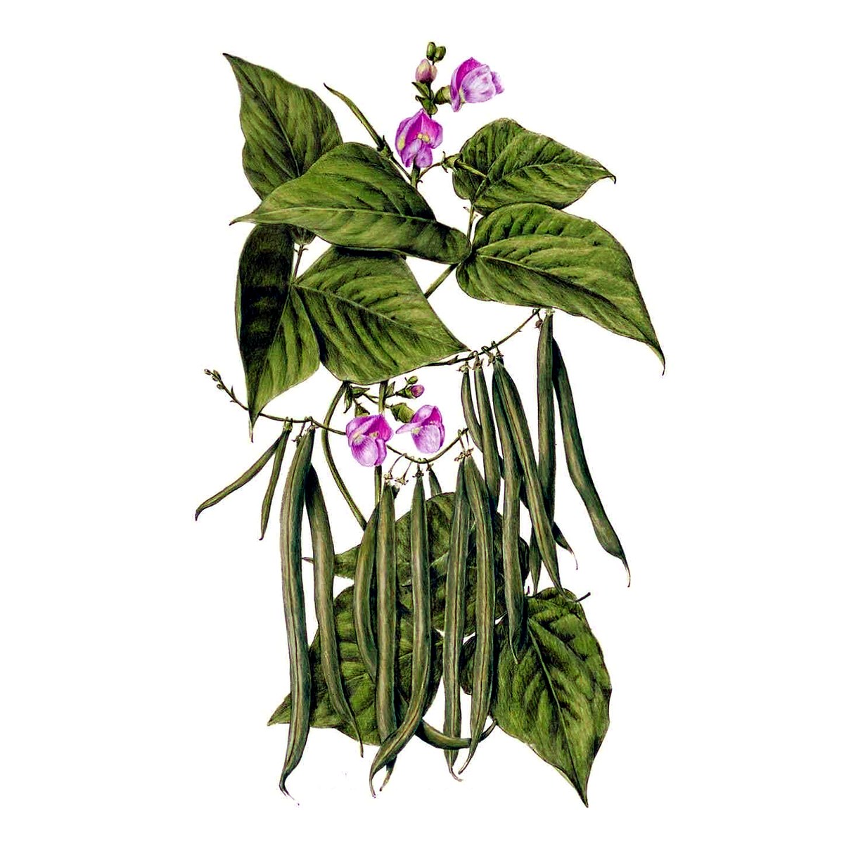 Organic Contender Bush Bean Seeds