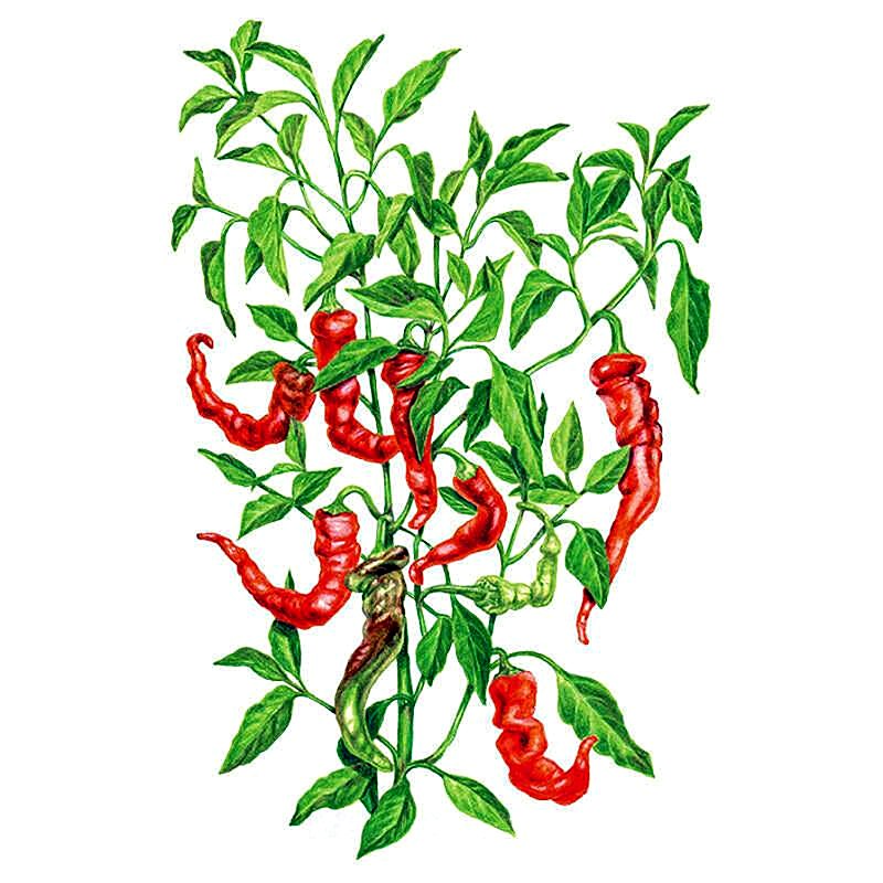 Organic Jimmy Nardello Sweet Pepper Seeds