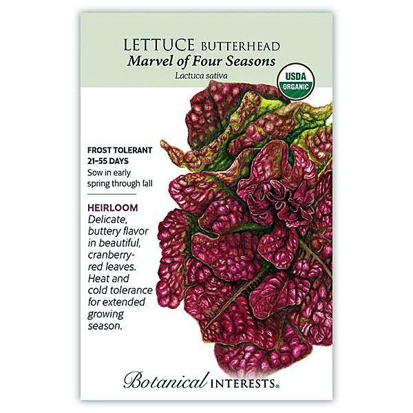 Organic Marvel of Four Seasons Butterhead Lettuce Seeds