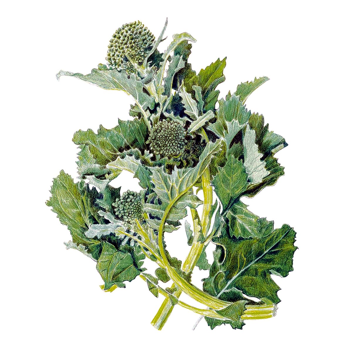 Organic Rapini Broccoli Raab Seeds