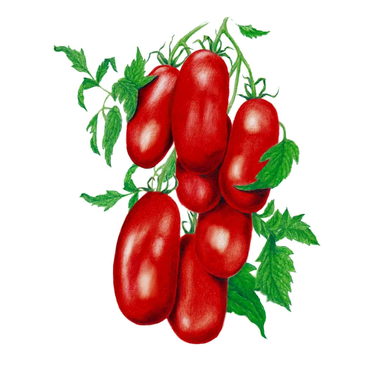 Organic San Marzano Roma Tomato Seeds