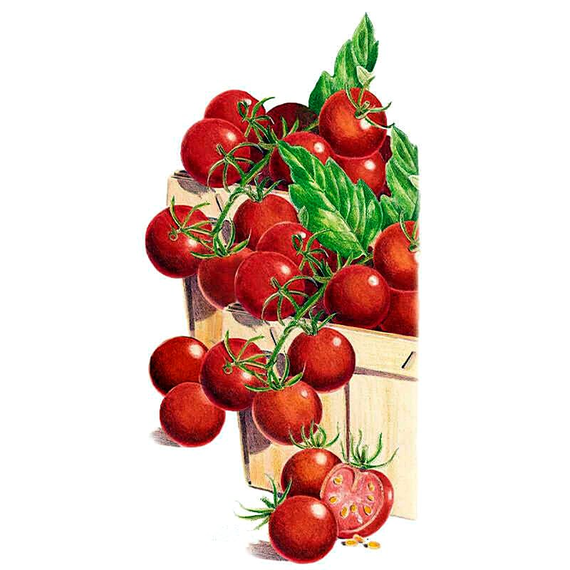 Organic Sweetie Cherry Tomato Seeds