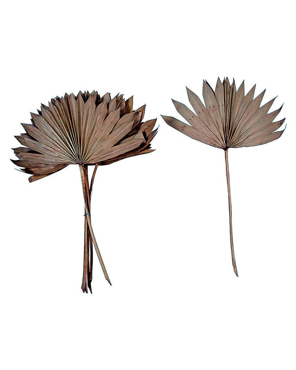 Dried Natural Palm Leaves β 21", Set of 6