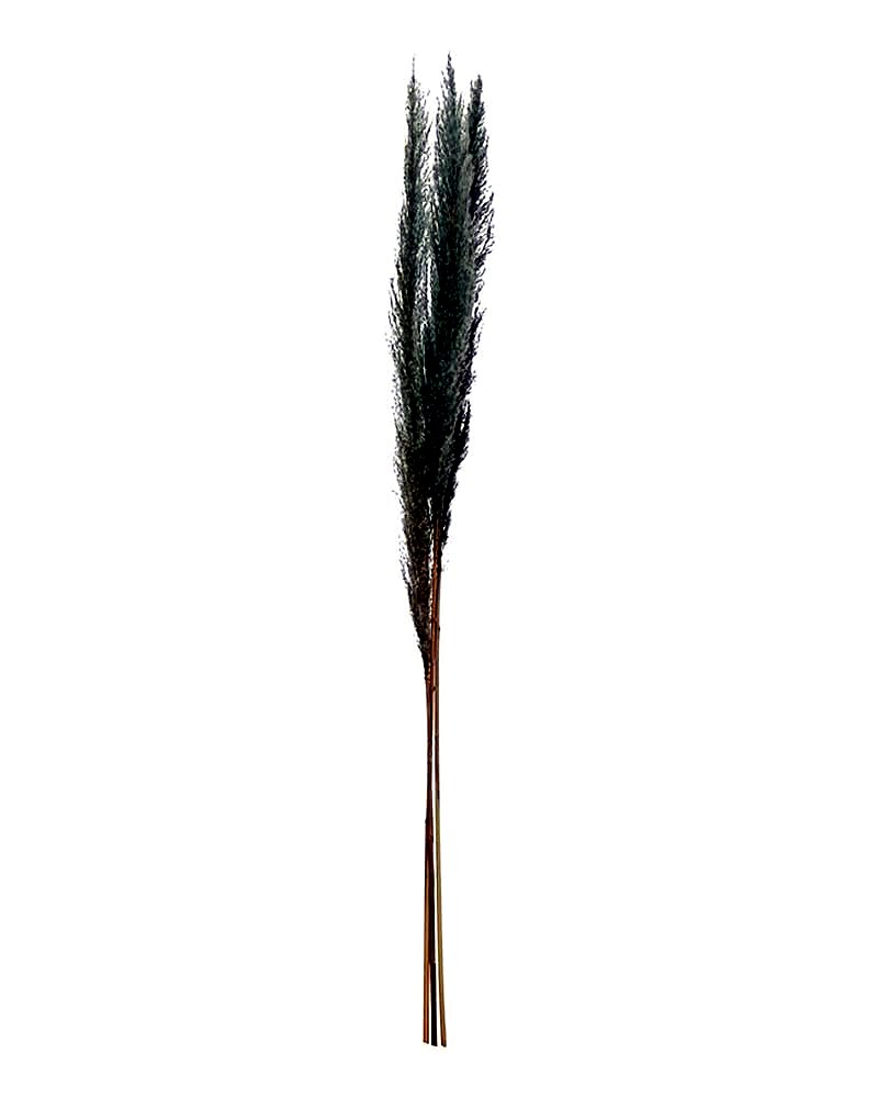 Dried Natural Pampas Grass