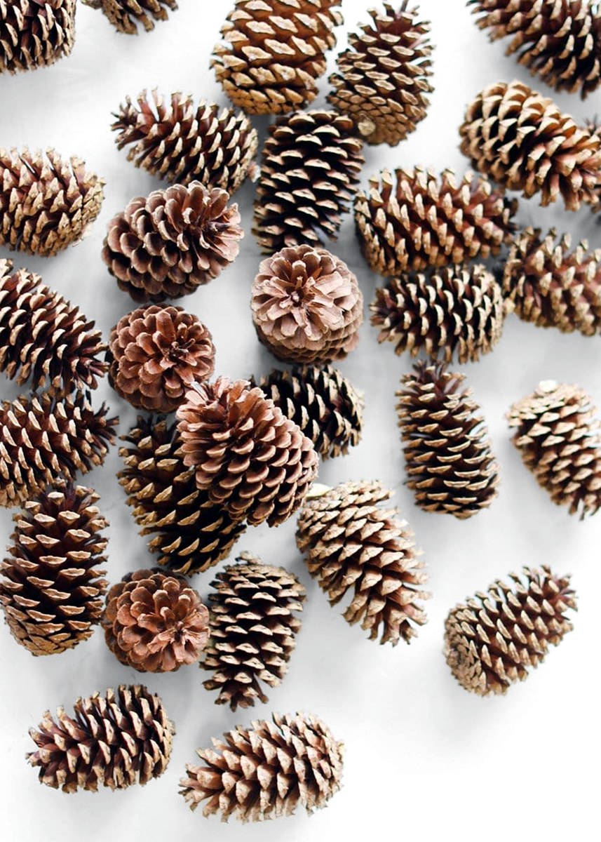 Box of 100 Natural Dried Pine Cones (2–6")