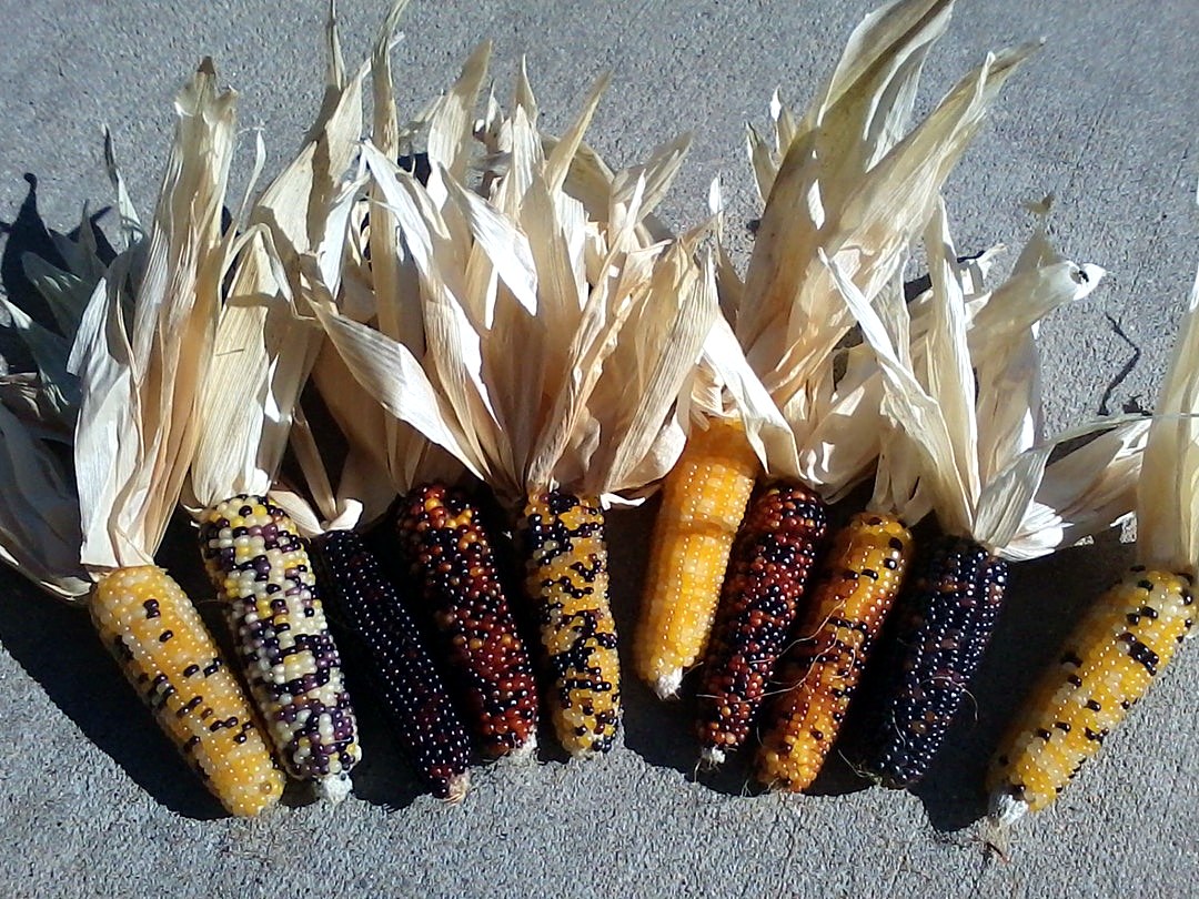 Mini Indian Corn, 3" to 4"